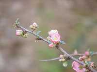 Branche fleurie