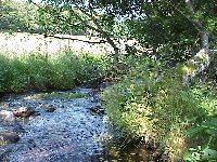 Un ruisseau  en t