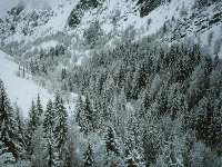 Sapins sous la neige