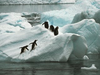 Les pingouins sur la banquise